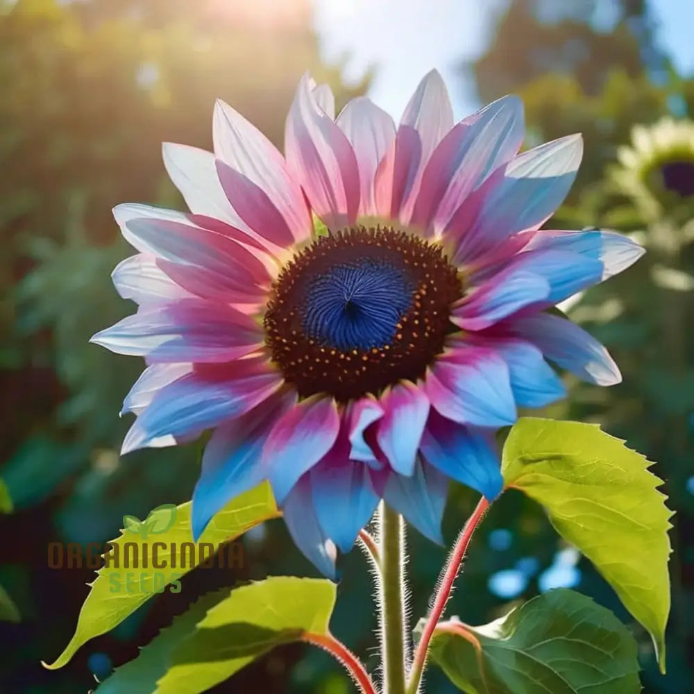 Rare Bright Blue Sunflower Seeds - Unique Blooms For Eye-Catching Garden Displays