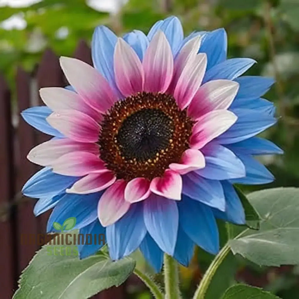 Rare Bright Blue Sunflower Seeds - Unique Blooms For Eye-Catching Garden Displays