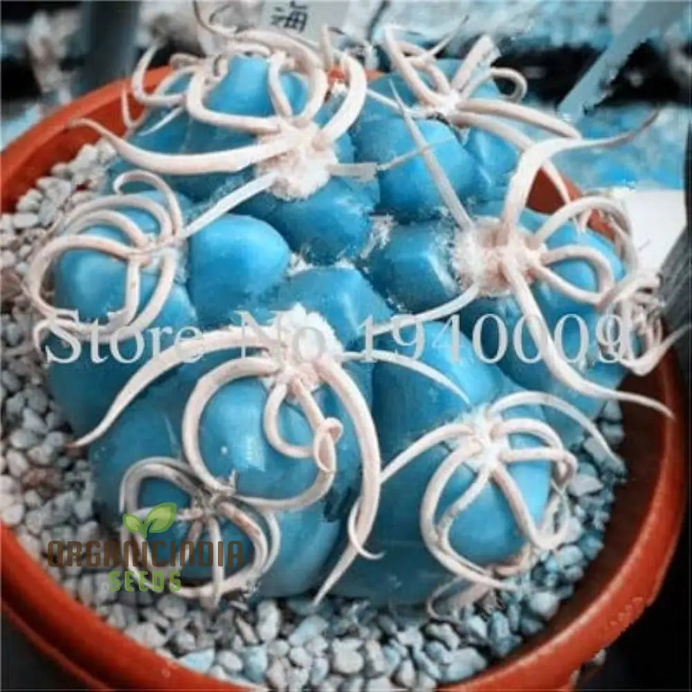 Rare Cactus Flower Seeds | Succulent Bonsai For Garden Planting 100 Pcs Plant