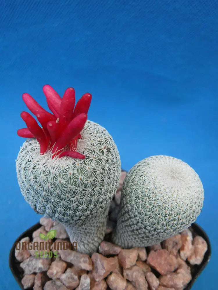 Rare Cactus Flower Seeds | Succulent Bonsai For Garden Planting 100 Pcs Plant