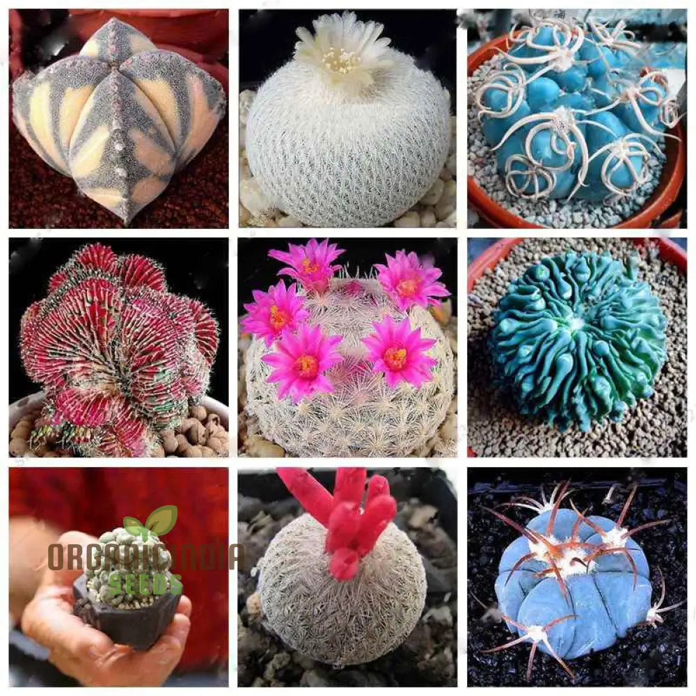 Rare Cactus Flower Seeds | Succulent Bonsai For Garden Planting 100 Pcs Plant