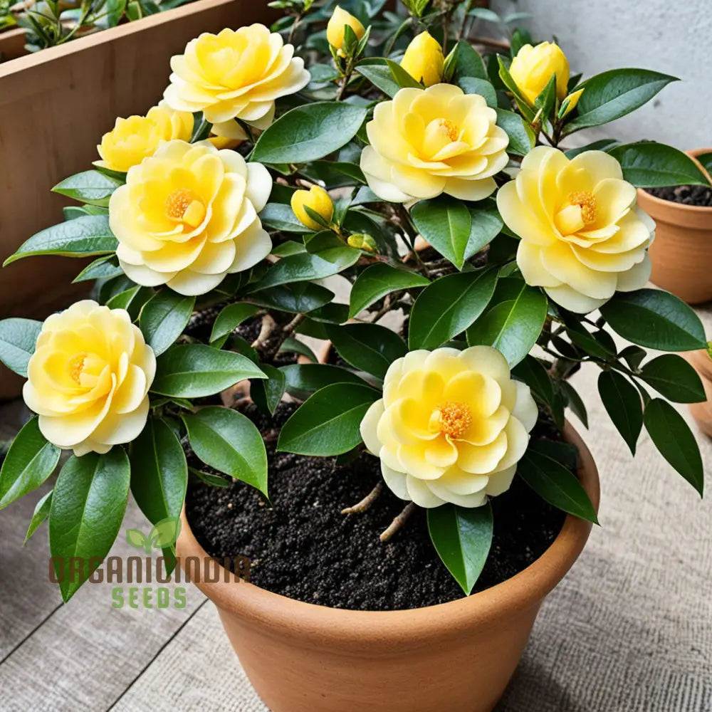 Rare Camellia Japonica Golden Seeds - Exotic Beauty For Your Garden Sanctuary Vibrant Blooms