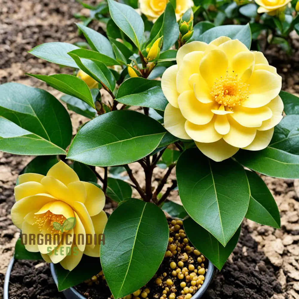 Rare Camellia Japonica Golden Seeds - Exotic Beauty For Your Garden Sanctuary Vibrant Blooms