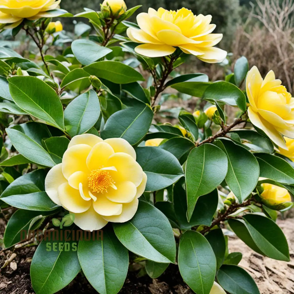 Rare Camellia Japonica Golden Seeds - Exotic Beauty For Your Garden Sanctuary Vibrant Blooms