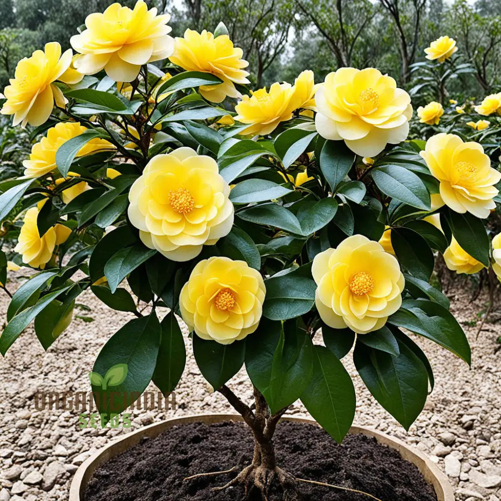 Rare Camellia Japonica Golden Seeds - Exotic Beauty For Your Garden Sanctuary Vibrant Blooms