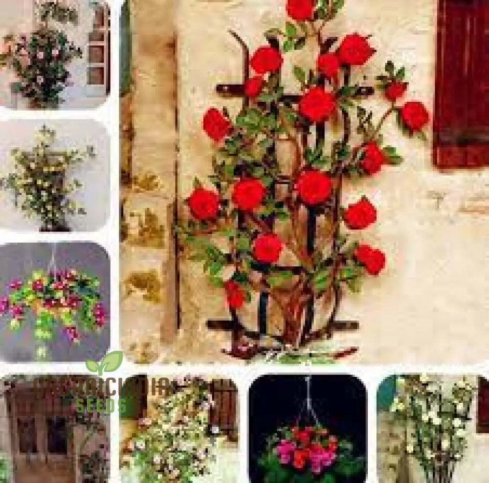 Rare Climbing Rose Flower Seeds For Planting - 100 Pcs Fruit