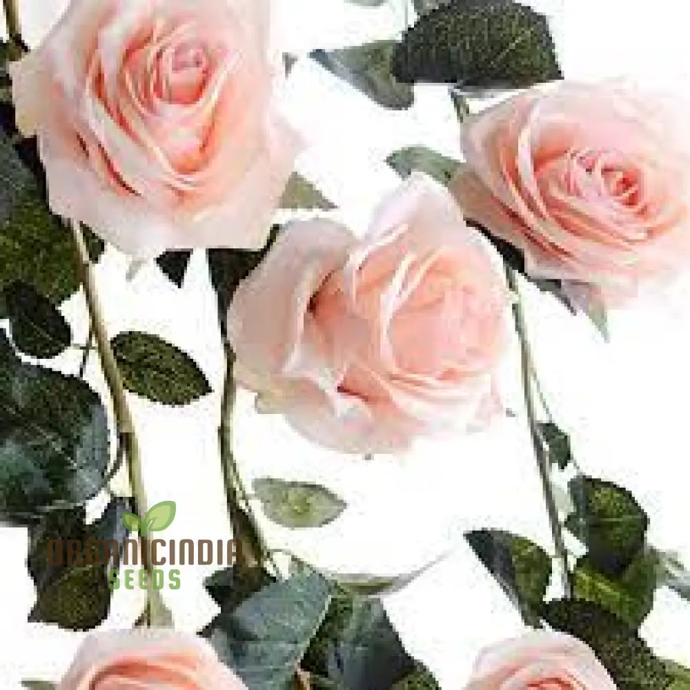 Rare Climbing Rose Flower Seeds For Planting - 100 Pcs Fruit