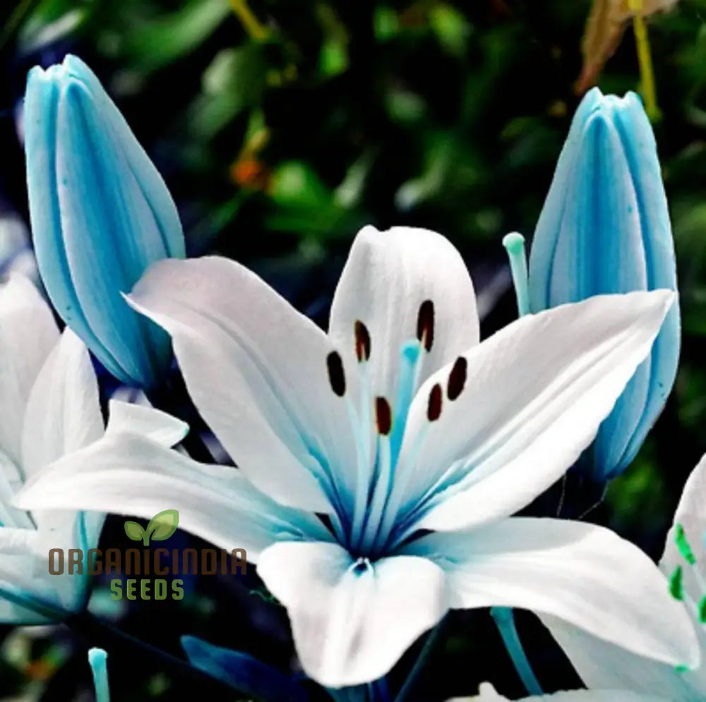 Rare Exotic Blue Heart Lily Seeds For Planting 100 Pcs Flower Seeds