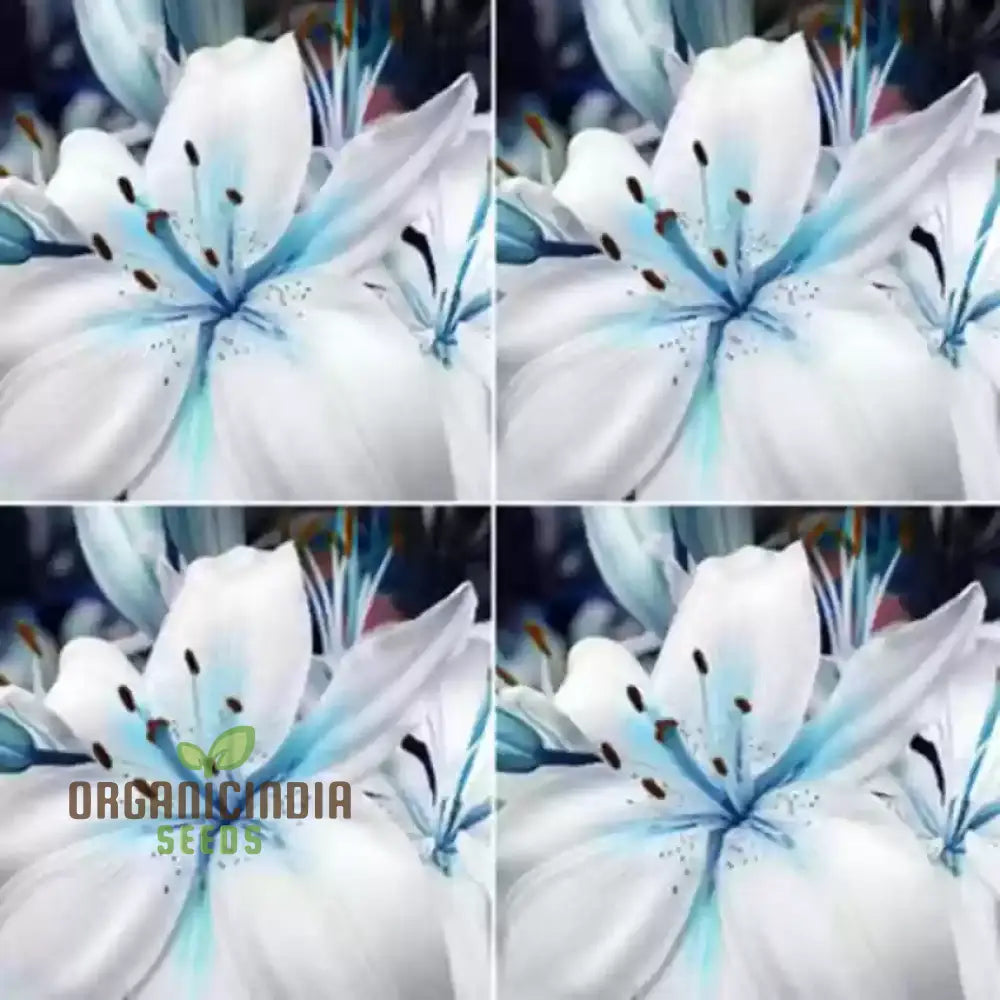 Rare Exotic Blue Heart Lily Seeds For Planting 100 Pcs Flower Seeds