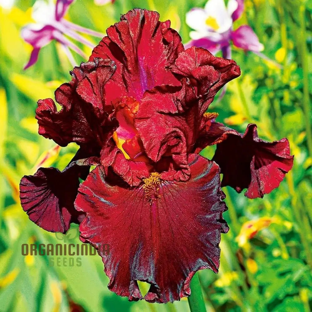 Rare Iris Seeds For Gardening Enthusiasts - Premium Quality Beautiful And Vibrant Garden Planting