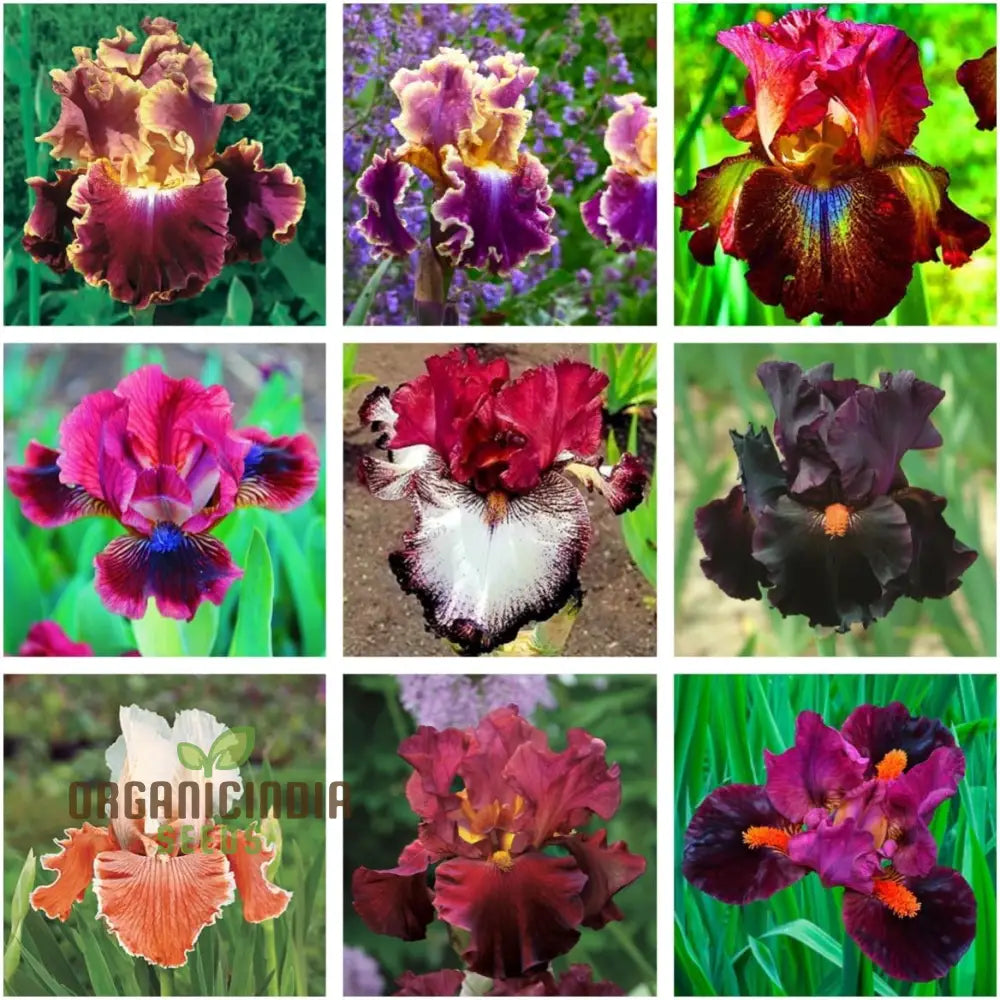 Rare Iris Seeds For Gardening Enthusiasts - Premium Quality Beautiful And Vibrant Garden Planting