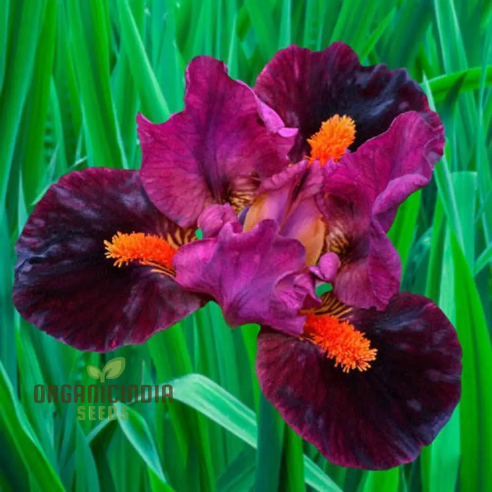 Rare Iris Seeds For Gardening Enthusiasts - Premium Quality Beautiful And Vibrant Garden Planting