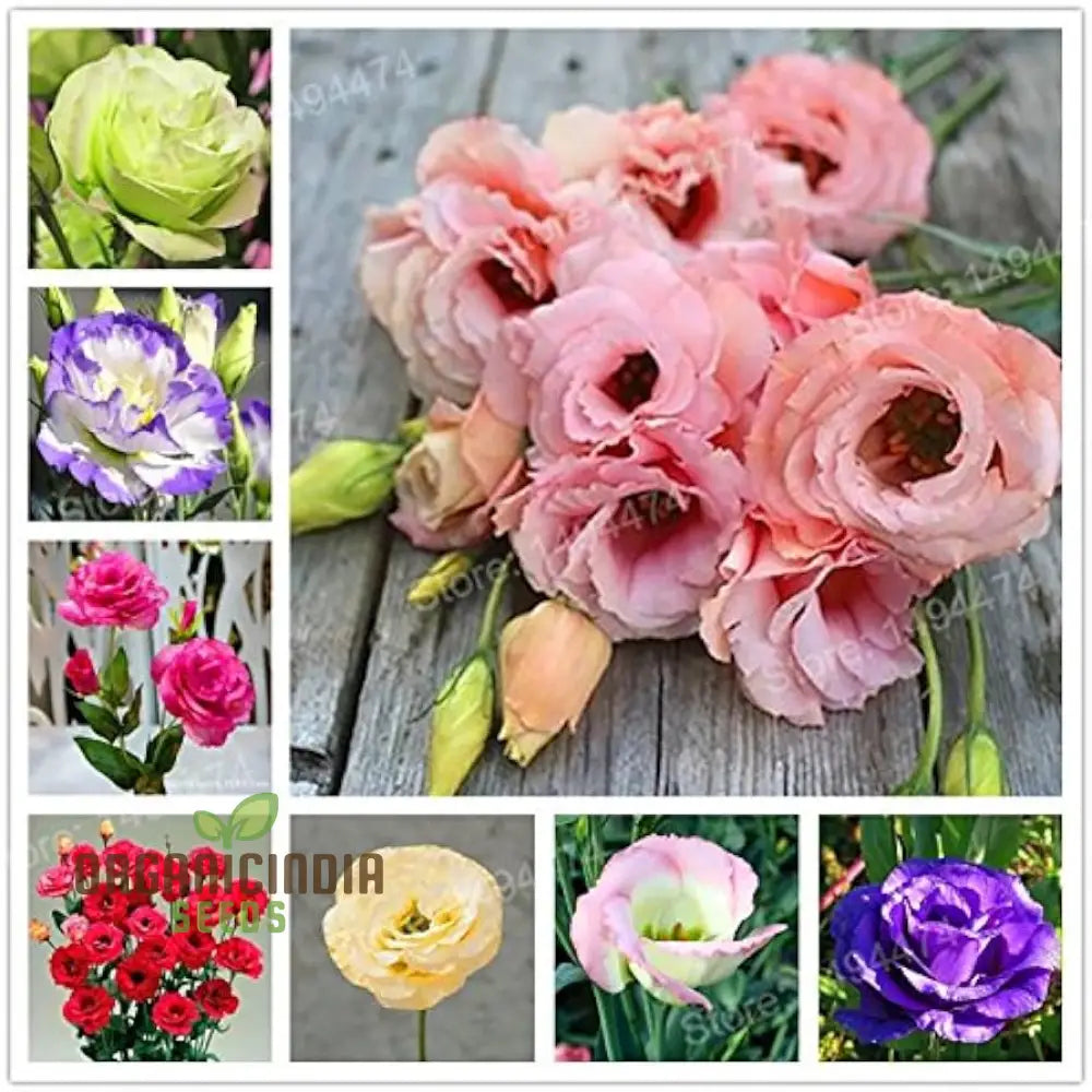 Rare Mixed Colour Eustoma Seeds For Planting - 100 Pcs Flower Seeds