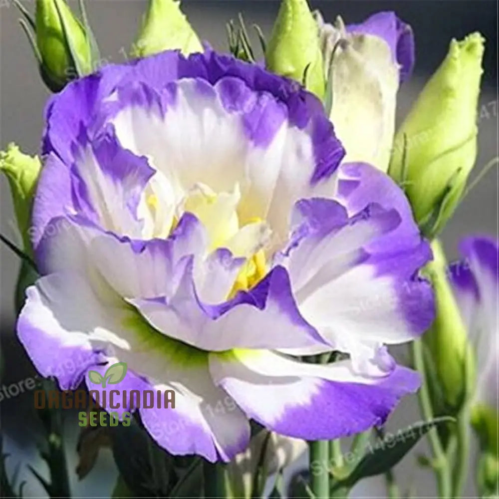 Rare Mixed Colour Eustoma Seeds For Planting - 100 Pcs Flower Seeds