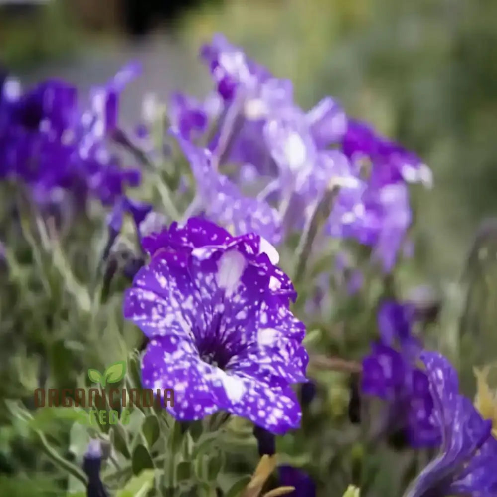 Rare Night Sky Petunia Seeds - Celestial Blooms For Stunning Garden Displays