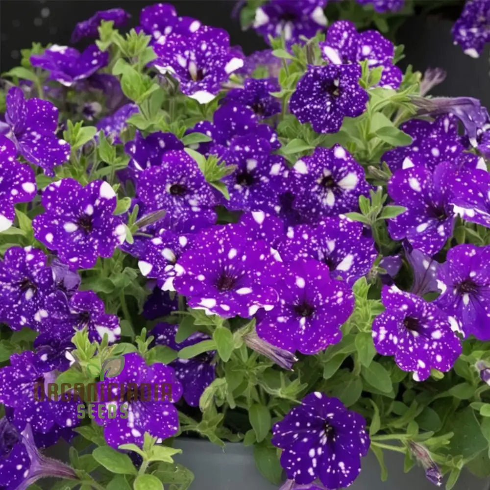 Rare Night Sky Petunia Seeds - Celestial Blooms For Stunning Garden Displays