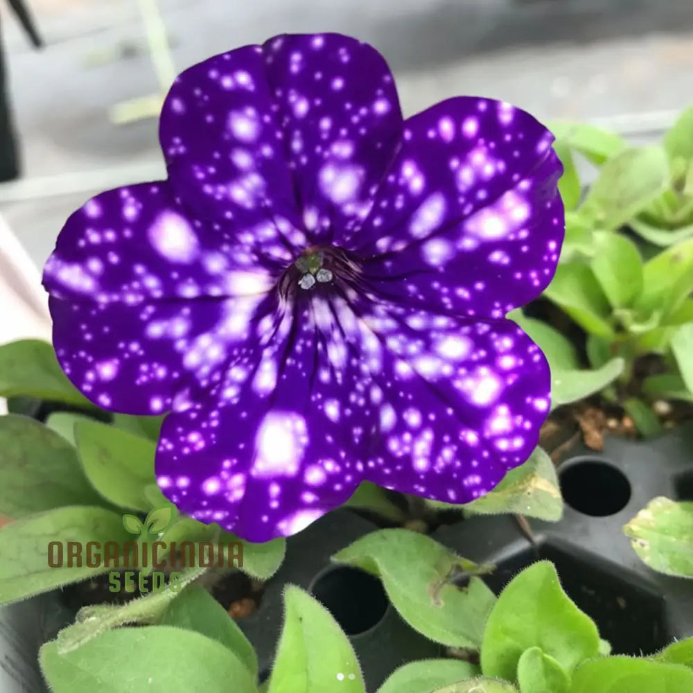 Rare Night Sky Petunia Seeds - Celestial Blooms For Stunning Garden Displays