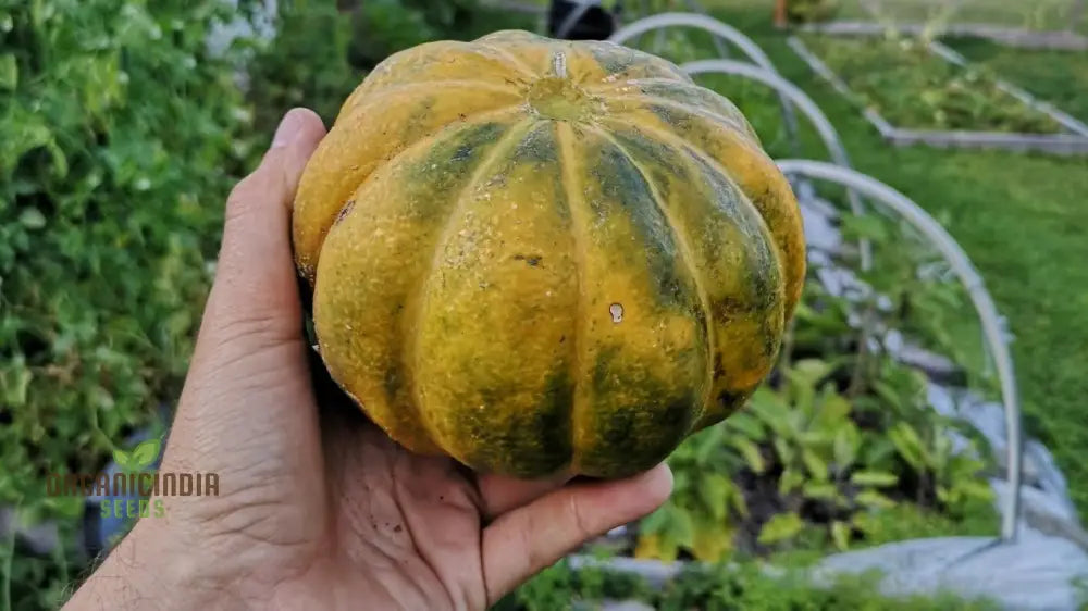 Rare Noir Des Carmes Melon Seeds For Planting: Exquisite Heirloom For Your Gardenâ€™s Summertime