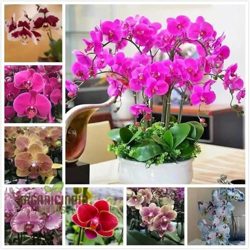 Rare Phalaenopsis Orchid Flower Seeds - 100 Pcs Seeds