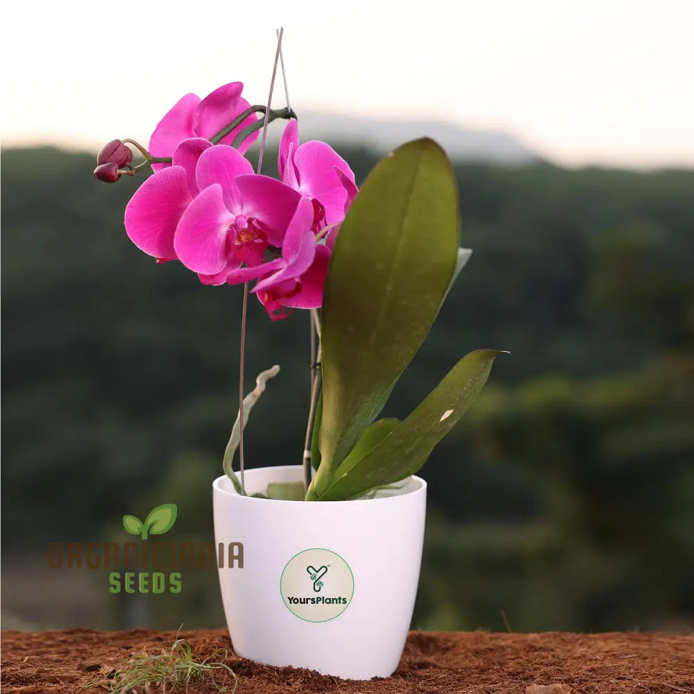 Rare Phalaenopsis Orchid Flower Seeds - 100 Pcs Seeds