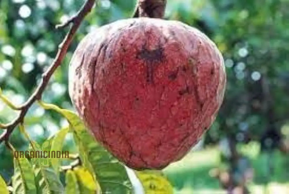 Rare Red Custard Apple Annona Reticulata Bullock’s Heart Fruit Seeds For Planting & Growing