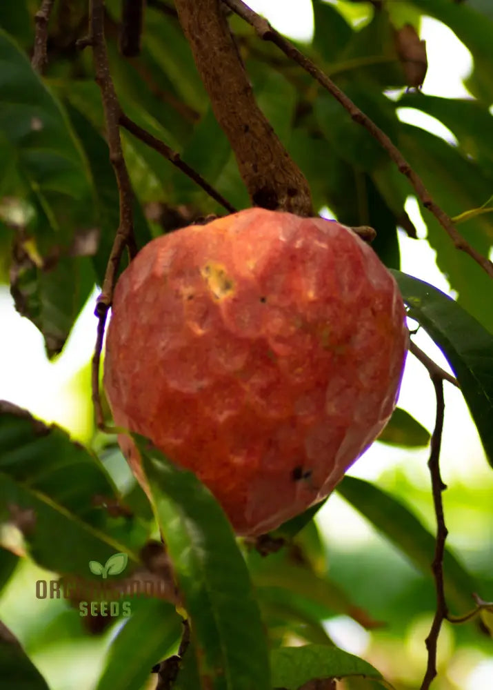 Rare Red Custard Apple Annona Reticulata Bullock’s Heart Fruit Seeds For Planting & Growing