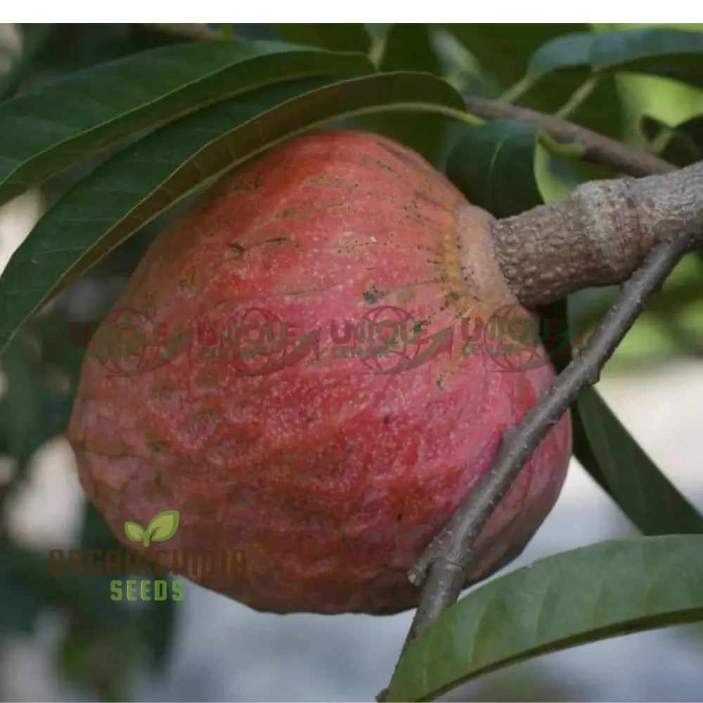 Rare Red Custard Apple Annona Reticulata Bullock’s Heart Fruit Seeds For Planting & Growing