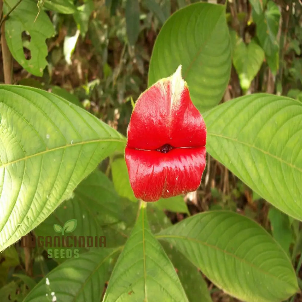 Rare Red Lips Flower Seeds Exotic Hot For Garden Planting Annuals