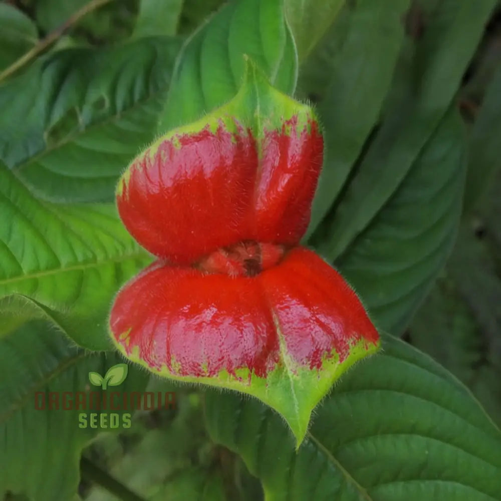 Rare Red Lips Flower Seeds Exotic Hot For Garden Planting Annuals