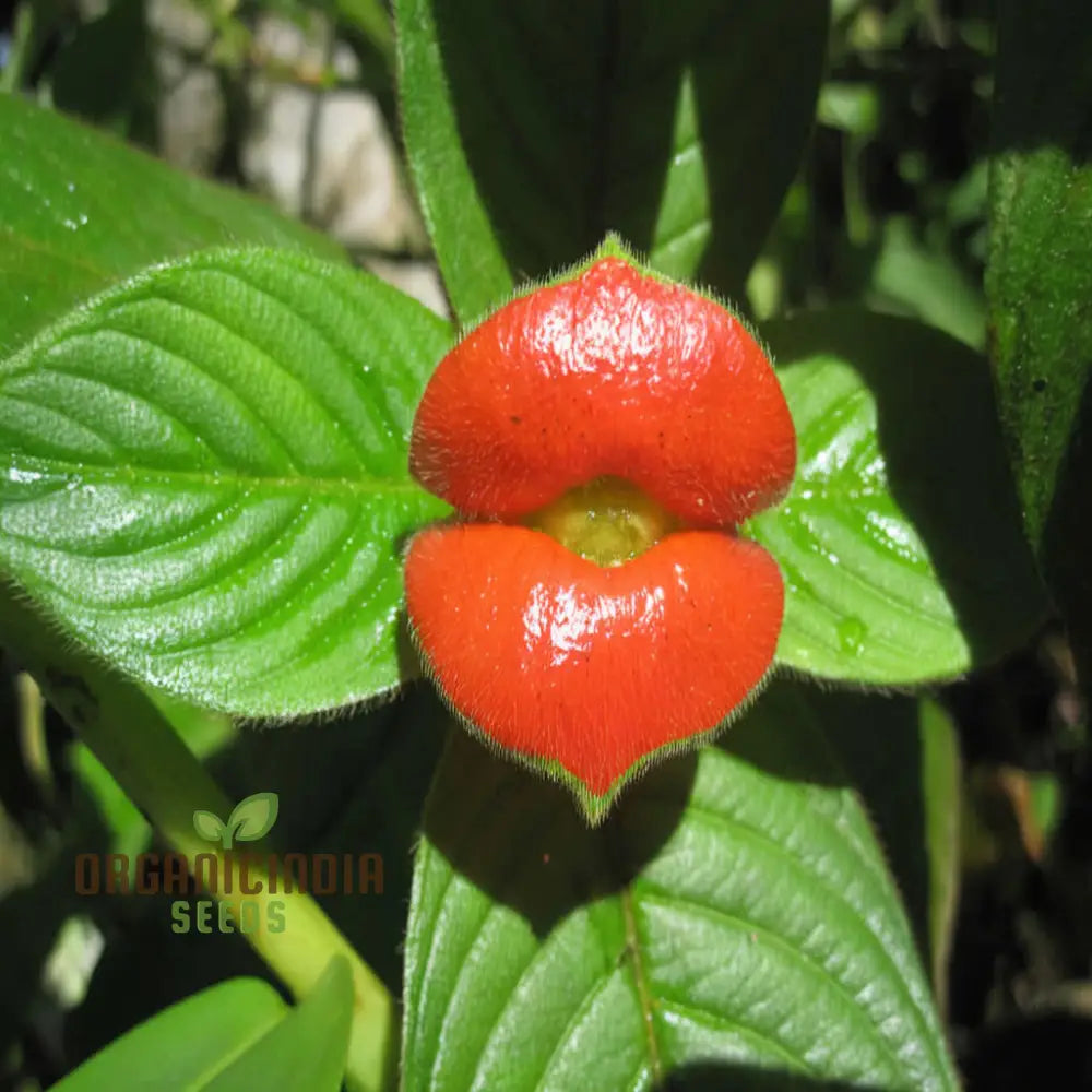 Rare Red Lips Flower Seeds Exotic Hot For Garden Planting Annuals