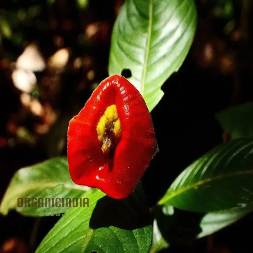 Rare Red Lips Flower Seeds Exotic Hot For Garden Planting Annuals