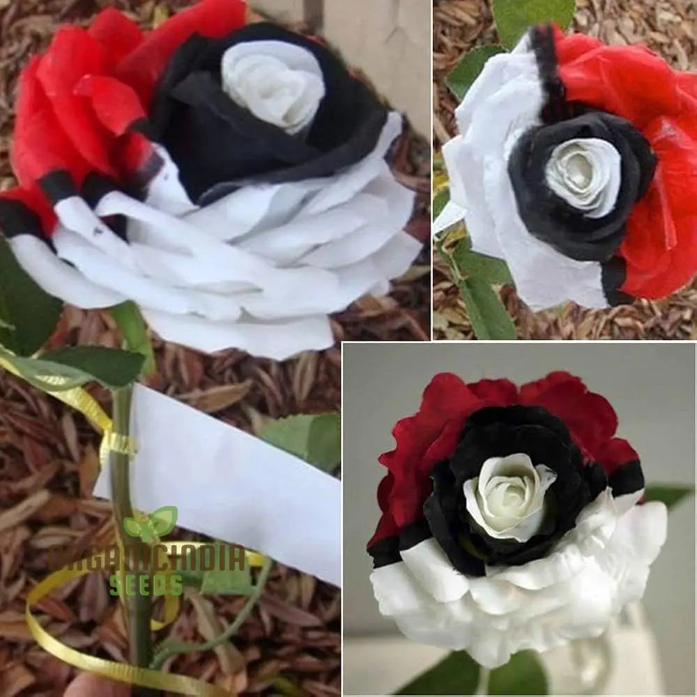 Rare Red White Black Hybridization Rose Flower Seeds | Home Plant Garden Decor Flowers For