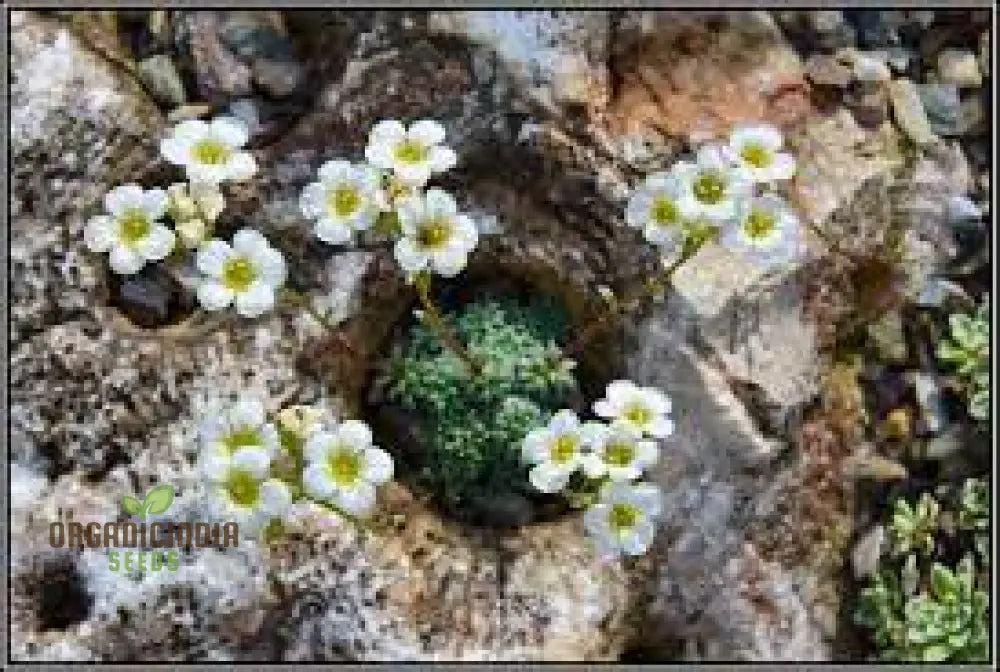 Rare Saxifraga Caesia Seeds For Gardening Enthusiasts | Buy Online