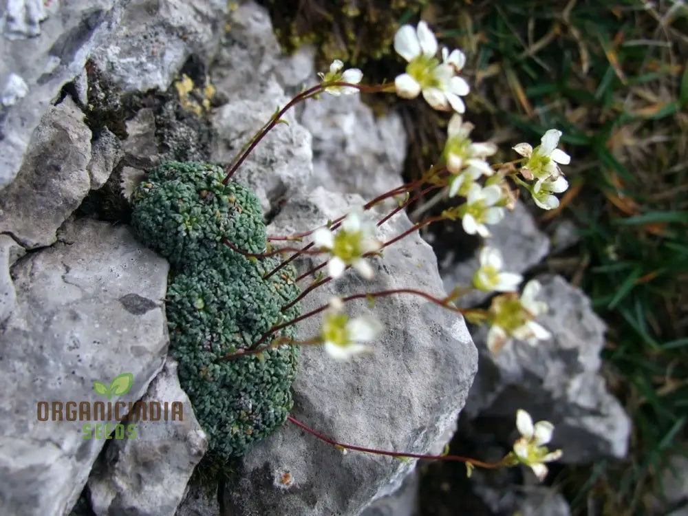 Rare Saxifraga Caesia Seeds For Gardening Enthusiasts | Buy Online