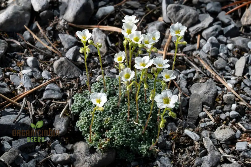 Rare Saxifraga Caesia Seeds For Gardening Enthusiasts | Buy Online