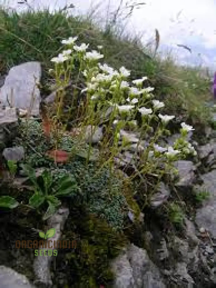 Rare Saxifraga Caesia Seeds For Gardening Enthusiasts | Buy Online