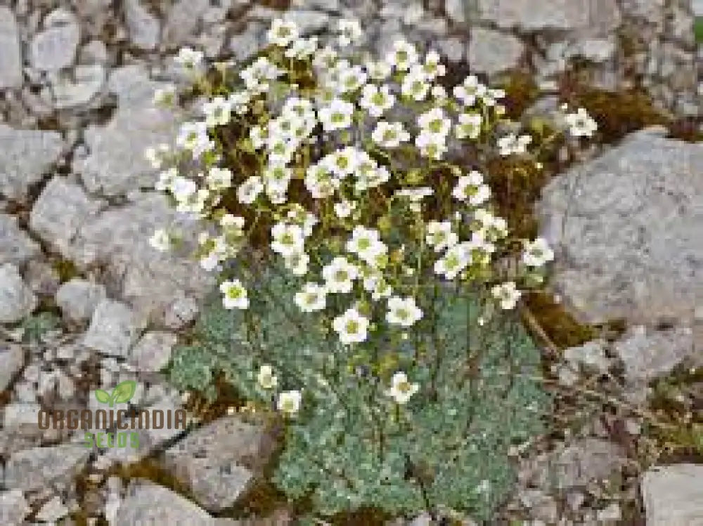 Rare Saxifraga Caesia Seeds For Gardening Enthusiasts | Buy Online