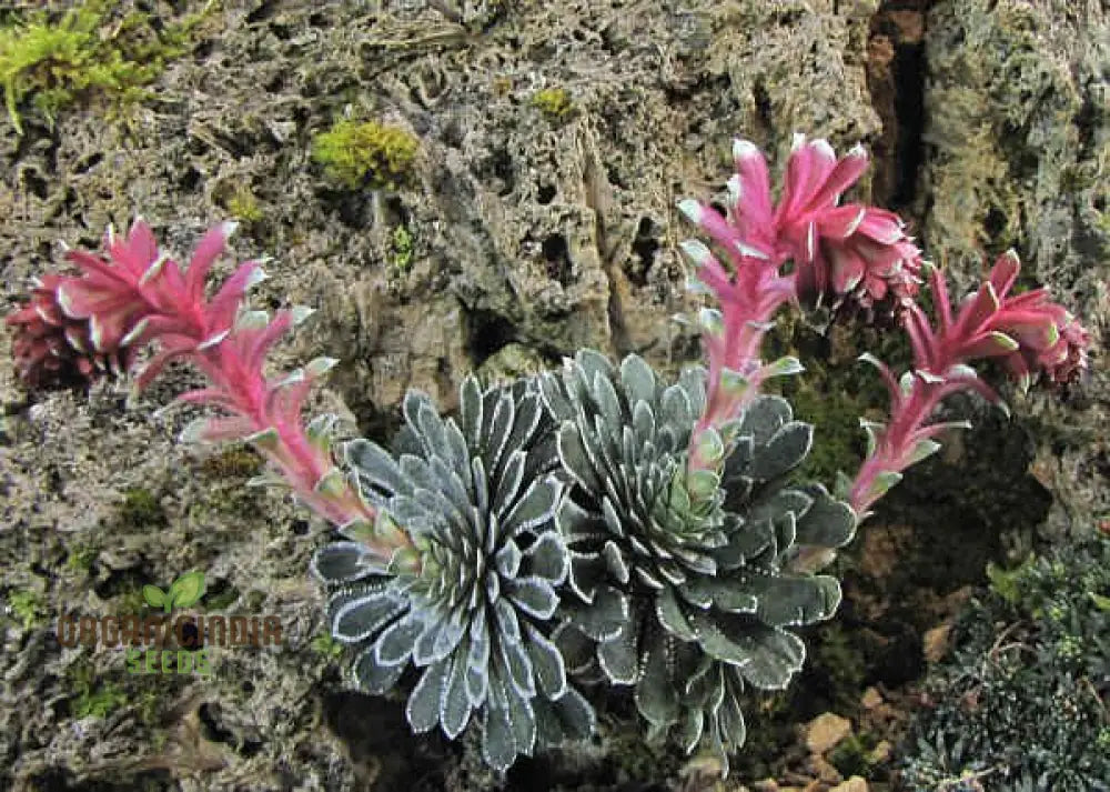 Rare Saxifraga Federici-Augusti Grisebachii Seeds For Gardening Enthusiasts - Premium Quality