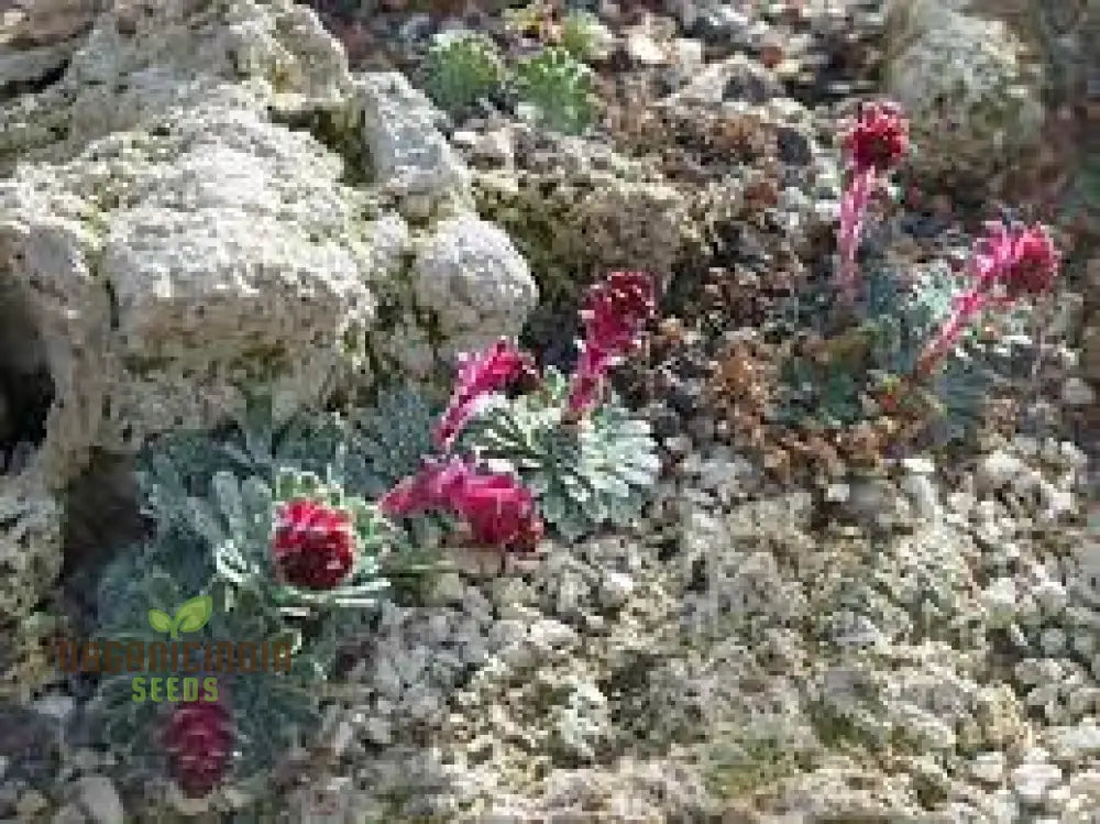 Rare Saxifraga Federici-Augusti Grisebachii Seeds For Gardening Enthusiasts - Premium Quality