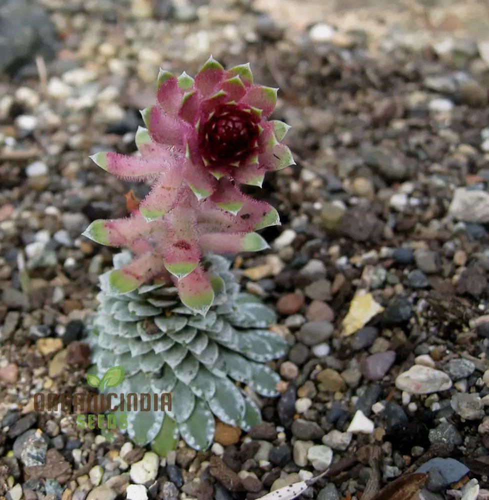 Rare Saxifraga Federici-Augusti Grisebachii Seeds For Gardening Enthusiasts - Premium Quality