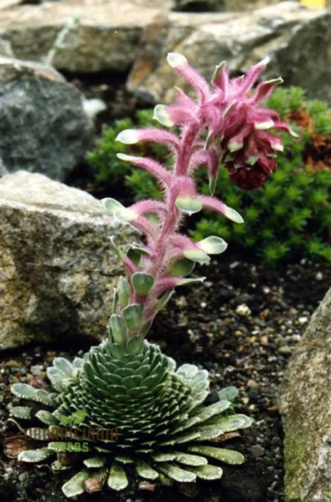 Rare Saxifraga Federici-Augusti Grisebachii Seeds For Gardening Enthusiasts - Premium Quality