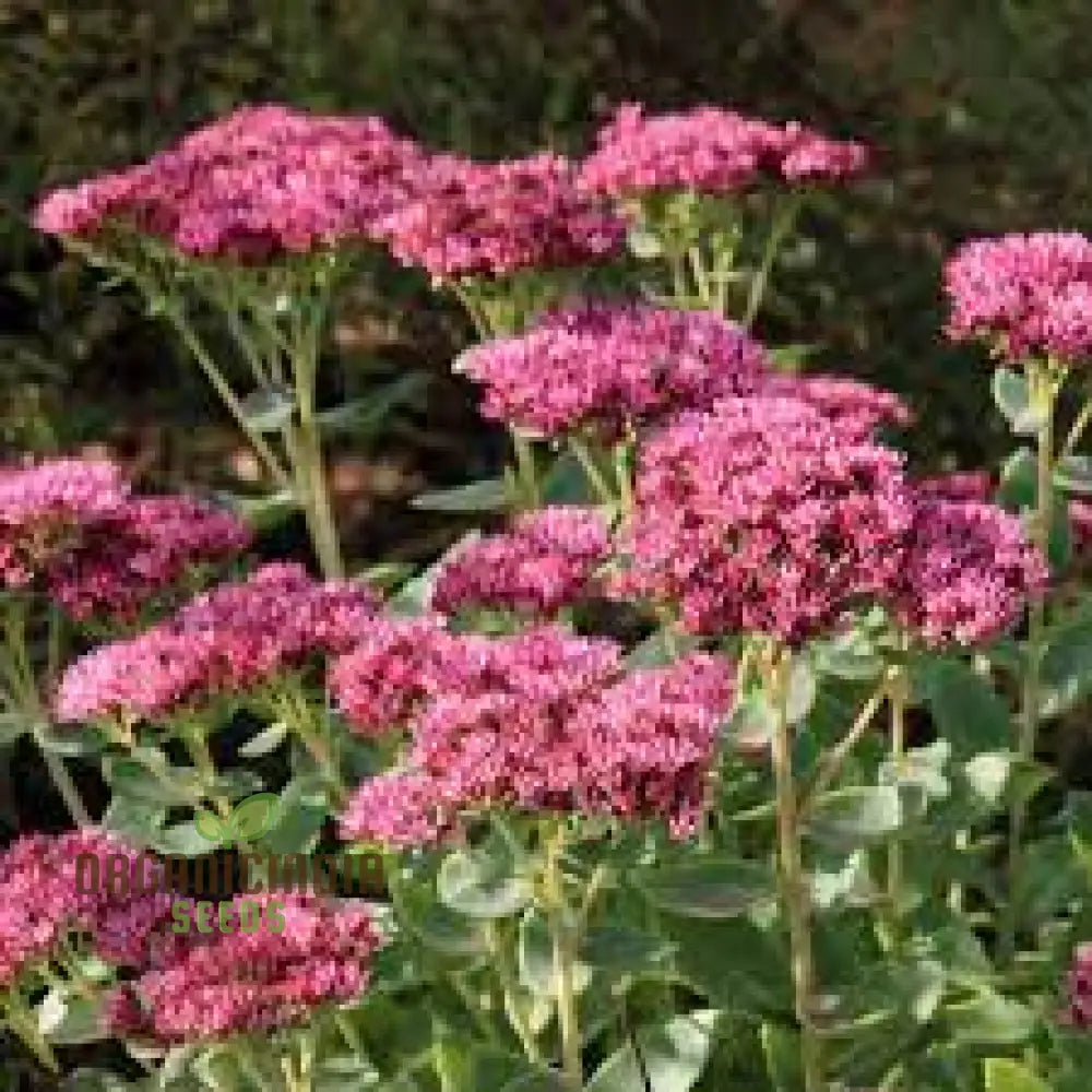 Rare Sedum Belgian Chocolate Seeds For Gardening Enthusiasts - Hardy Succulent Plant Outdoor