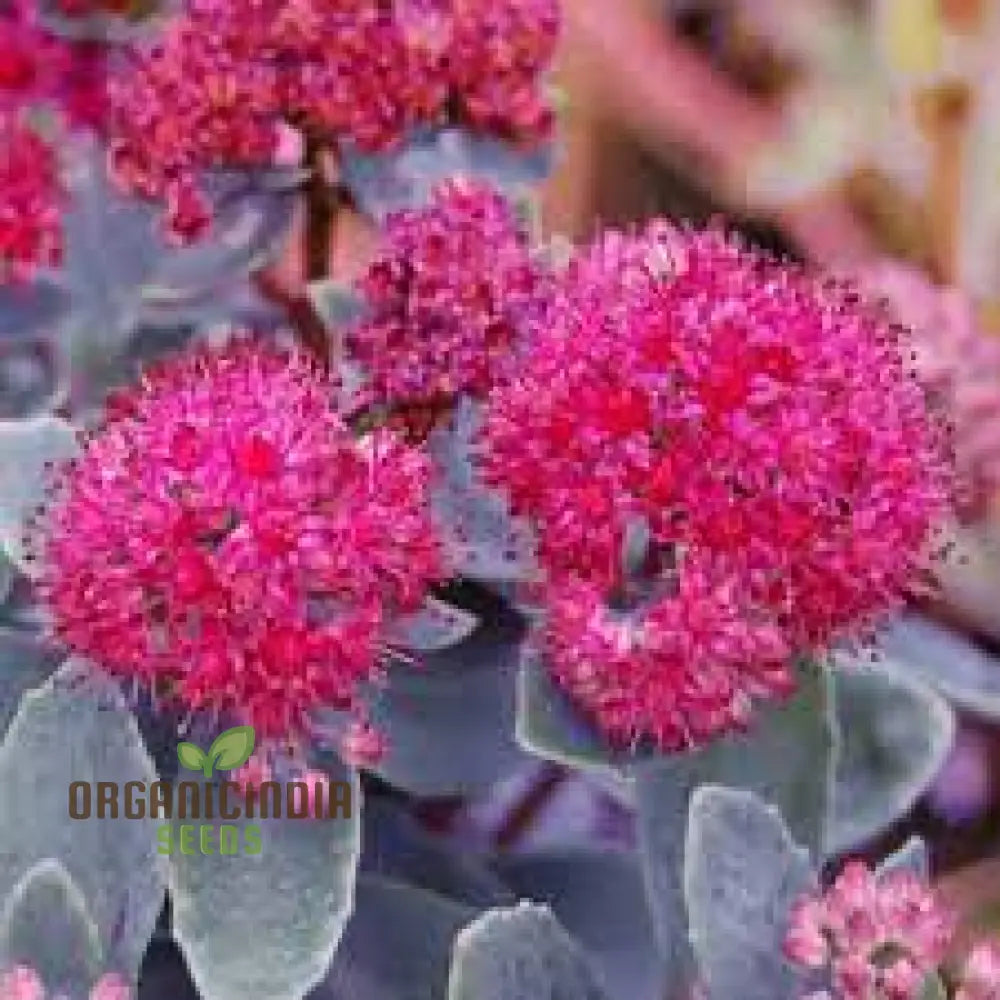 Rare Sedum Belgian Chocolate Seeds For Gardening Enthusiasts - Hardy Succulent Plant Outdoor