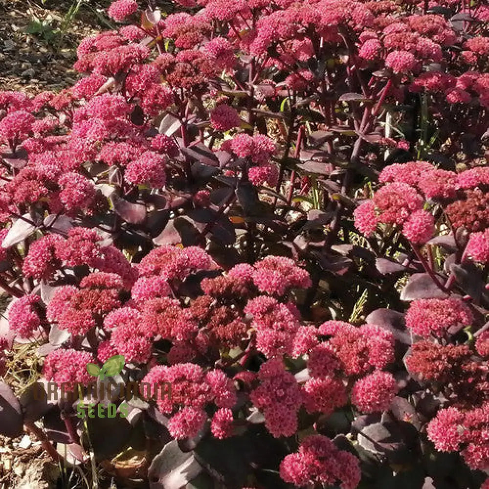 Rare Sedum Belgian Chocolate Seeds For Gardening Enthusiasts - Hardy Succulent Plant Outdoor