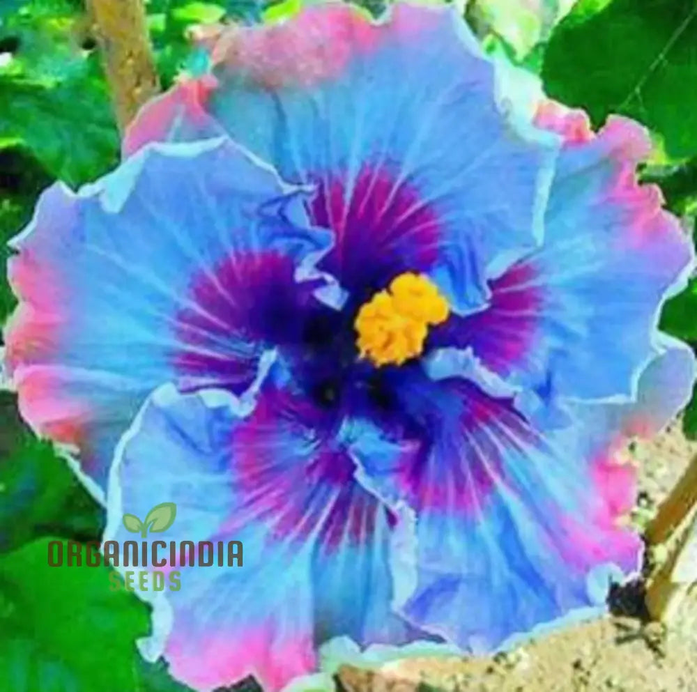 Rare Semi Blue & White Cream Hibiscus Flower Seeds For Planting 100 Pcs Seeds