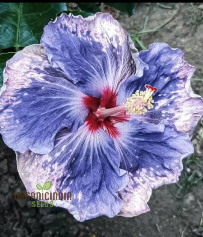 Rare Semi Blue & White Cream Hibiscus Flower Seeds For Planting 100 Pcs Seeds