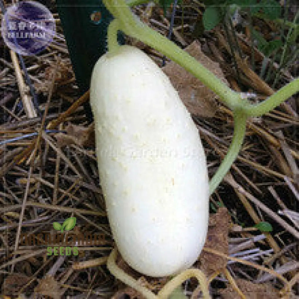 ’Rare White Wonder Cucumber Seeds Planting 100 Pcs’ Vegetable