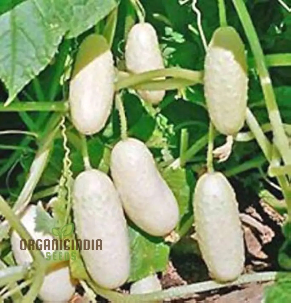 ’Rare White Wonder Cucumber Seeds Planting 100 Pcs’ Vegetable