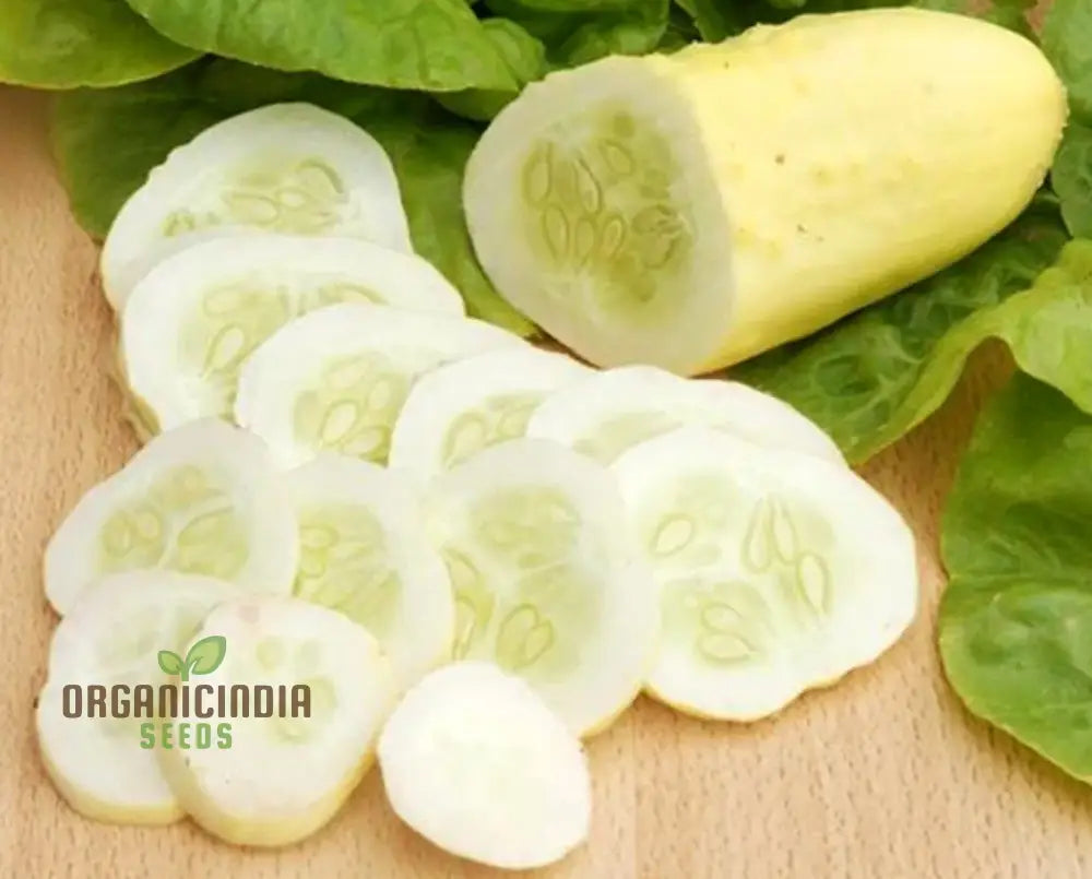 ’Rare White Wonder Cucumber Seeds Planting 100 Pcs’ Vegetable