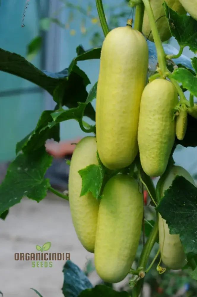 ’Rare White Wonder Cucumber Seeds Planting 100 Pcs’ Vegetable